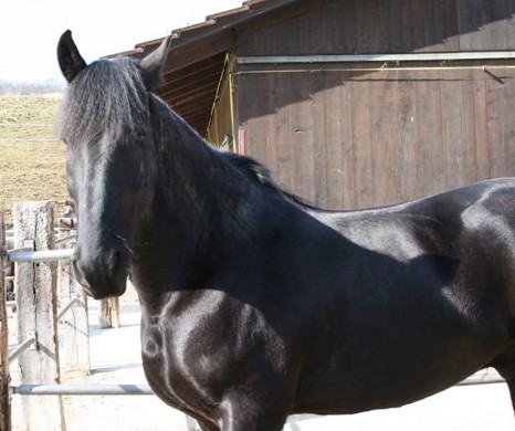 wopke409.03.2008.jpg